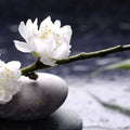 Fotomural Panel XXL 5 - Spa mural white flowers on stones on premium smooth fleece