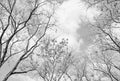 Fotomural Black and white photo wallpaper tree tops nature view - DD Motive 2