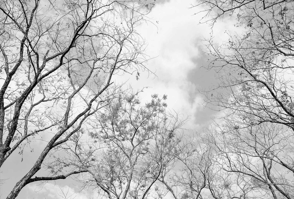 Fotomural Black and white photo wallpaper tree tops nature view - DD Motive 2