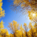 Fotomural XXL 3 - Golden Trees