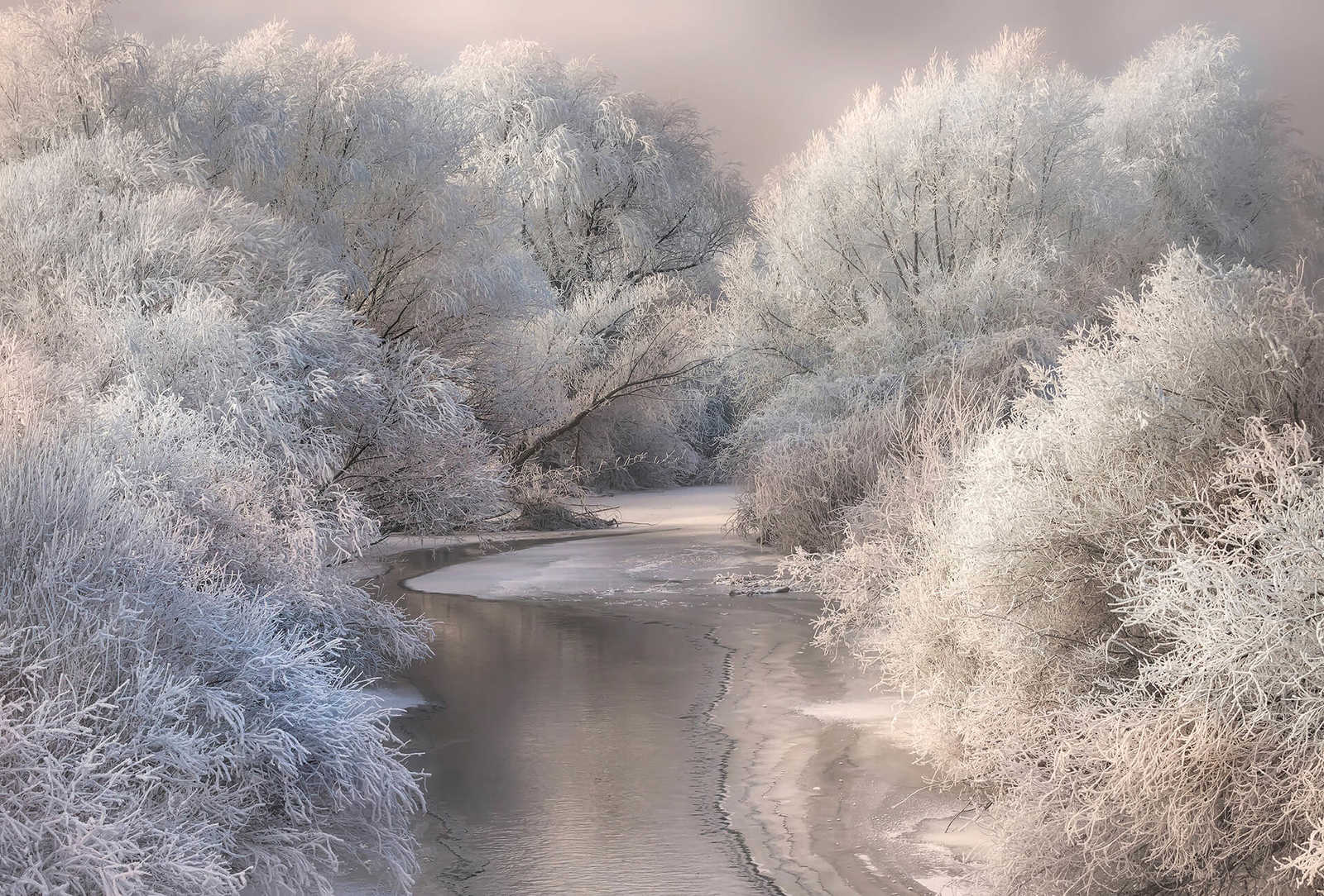 Fotomural Photo wallpaper frozen forest with river - white, grey - DD Motive 2