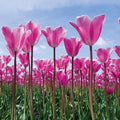 Fotomural Tulip field - photo wallpaper flowers with pink tulips - AP Digital 1