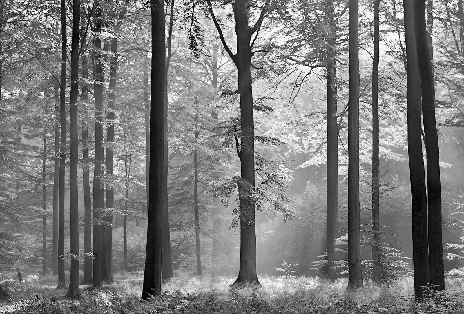 Fotomural Black and white mural forest motif in the sunshine - DD Motive 2