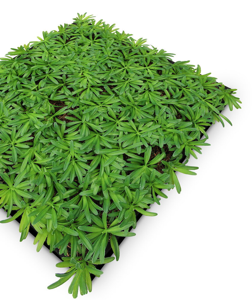 Panel Vegetal Podocarpus Tea Tree - Modular Wall - Foto 3
