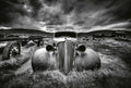Fotomural Photo wallpaper old car with rust - black, white, grey - DD Motive 2