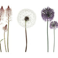 Fotomural XXL 2 - Purpleflowerow