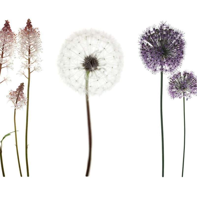 Fotomural XXL 2 - Purpleflowerow