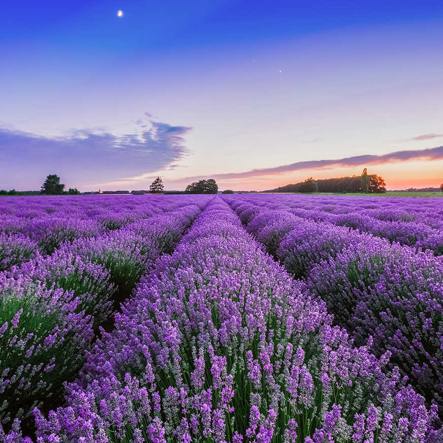 Fotomural Panel XXL 5 - Plants mural lavender meadow on premium smooth fleece