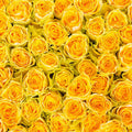 Fotomural XXL 2 - Yellow Roses