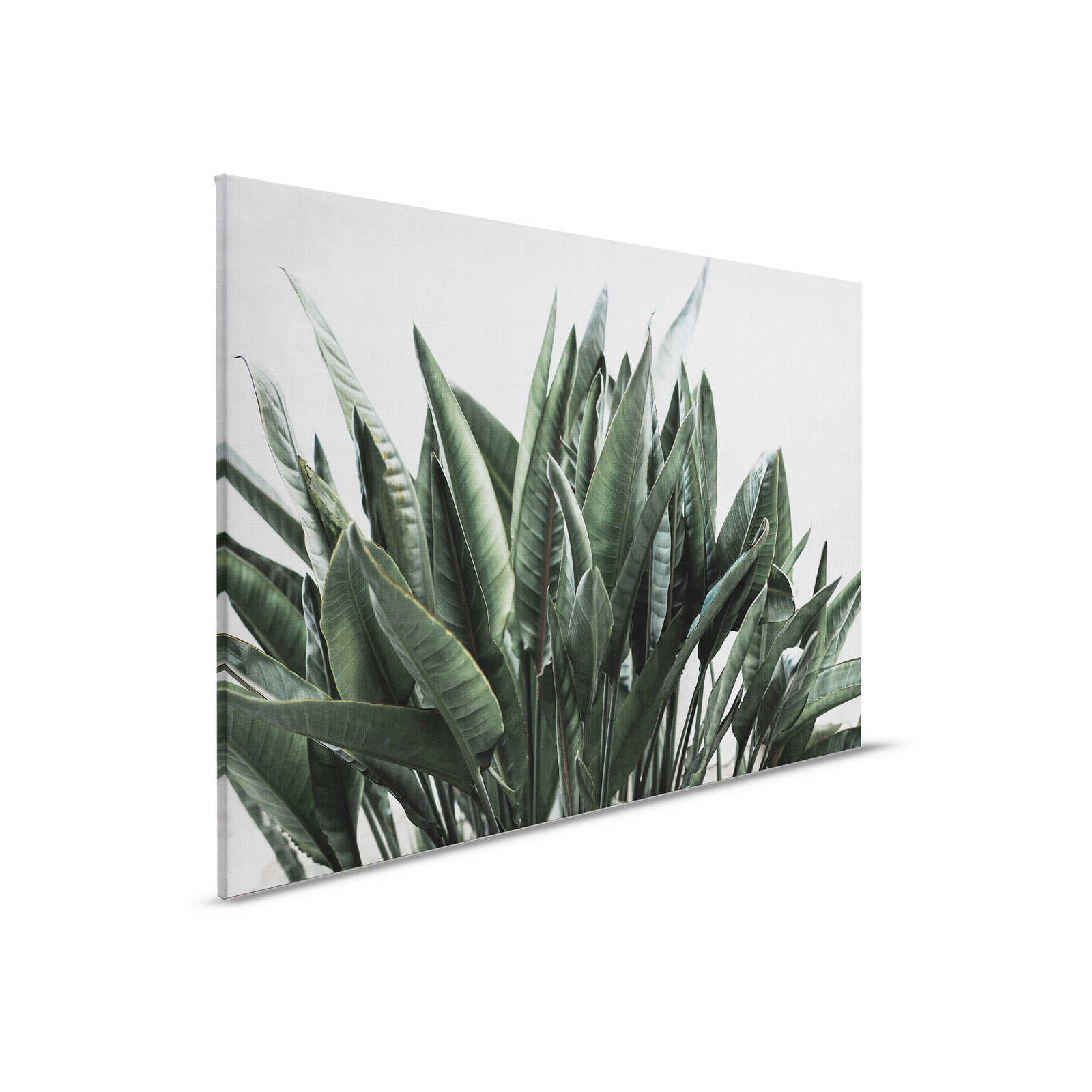 Jungla urbana 2 - Cuadro lienzo hojas de palmera, estructura lino natural plantas exóticas
