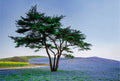 Fotomural mural landscape in Japan with tree - DD Motive 2