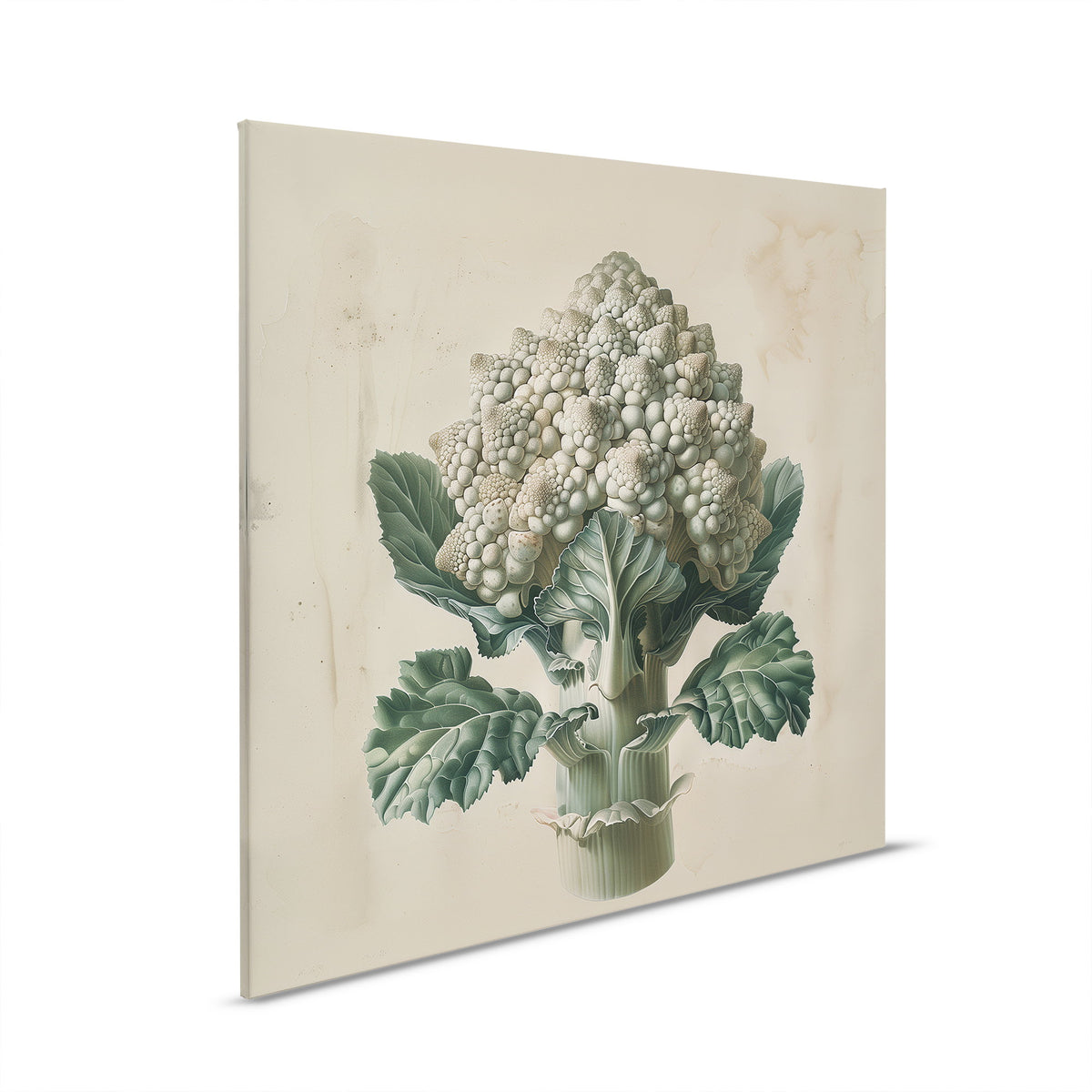 Romanesco blanco - Suave elegancia sobre lienzo ideal para cocina y comedor