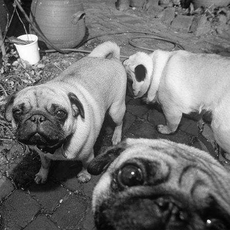 Fotomural AP Digital 1 - Puppy Dogs