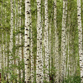 Fotomural Birch forest mural with 3D effect & natural look - AP Digital 1