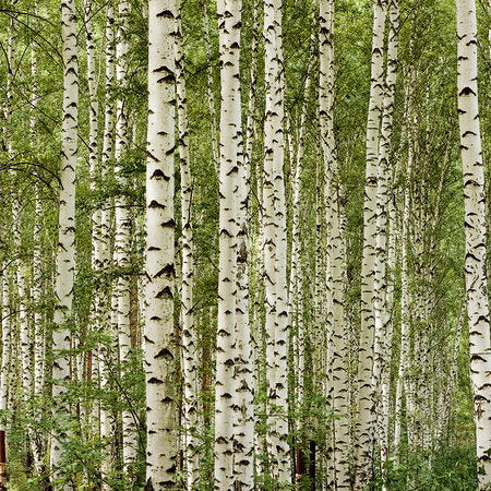 Fotomural Birch forest mural with 3D effect & natural look - AP Digital 1