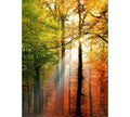 Fotomural DD Motive 2 - Golden Autumn