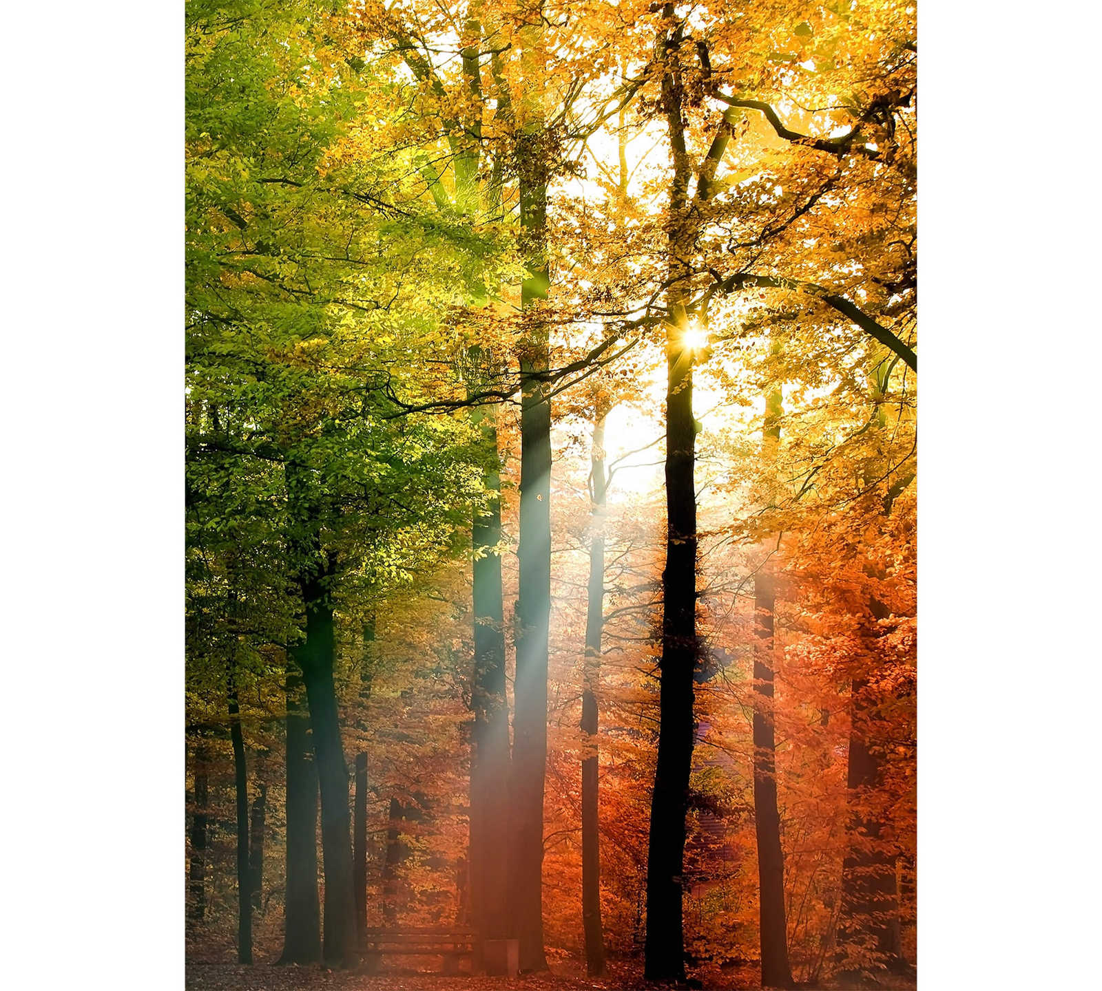 Fotomural DD Motive 2 - Golden Autumn