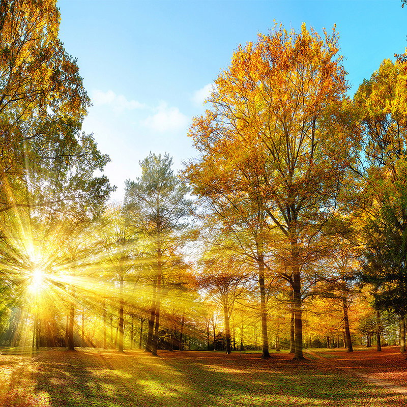 Fotomural XXL 3 - Autumn Forest1