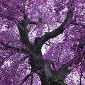 Fotomural Photo wallpaper Tree with Purple Treetop - Premium Smooth Non-woven - XXL 2