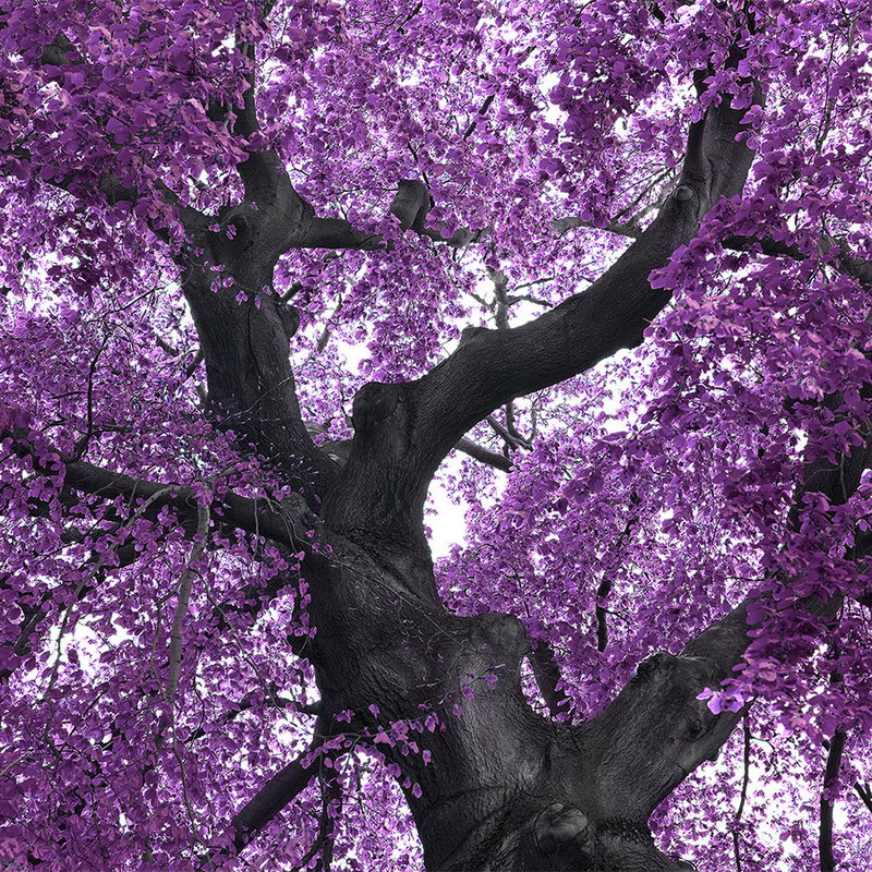 Fotomural Photo wallpaper Tree with Purple Treetop - Premium Smooth Non-woven - XXL 2