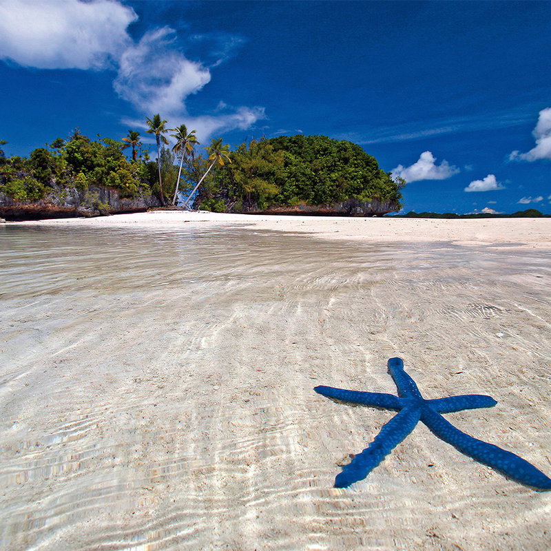 Fotomural XXL 2 - Blue Starfish