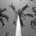 Fotomural Palm trees - black and white mural with palm trees - AP Digital 1
