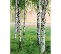 Fotomural Birch forest photo wallpaper trees by the lake, portrait format - DD Motive 2