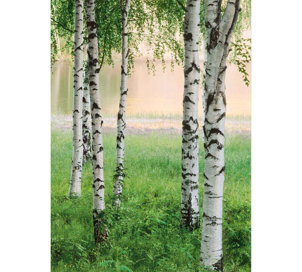Fotomural Birch forest photo wallpaper trees by the lake, portrait format - DD Motive 2