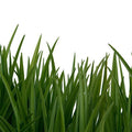 Fotomural Nature mural blades of grass & white background - AP Digital 3