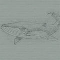 Fotomural Walls by Patel - Stone wall mural with whale motif in drawing style