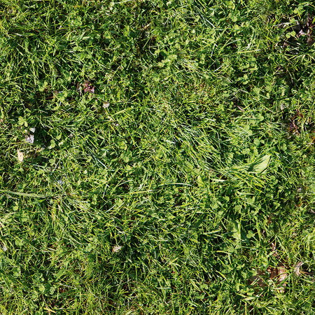 Fotomural AP Digital 1 - Simple Green