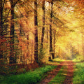 Fotomural XXL 3 - Waldweg Herbst