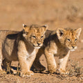 Fotomural XXL 3 - Young Lions