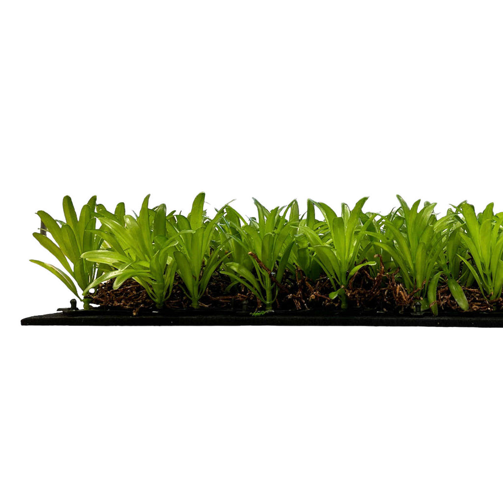Panel Vegetal Podocarpus Tea Tree - Modular Wall - Foto 5