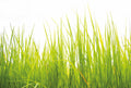 Fotomural Photo wallpaper tall grass in the wind - green - DD Motive 2