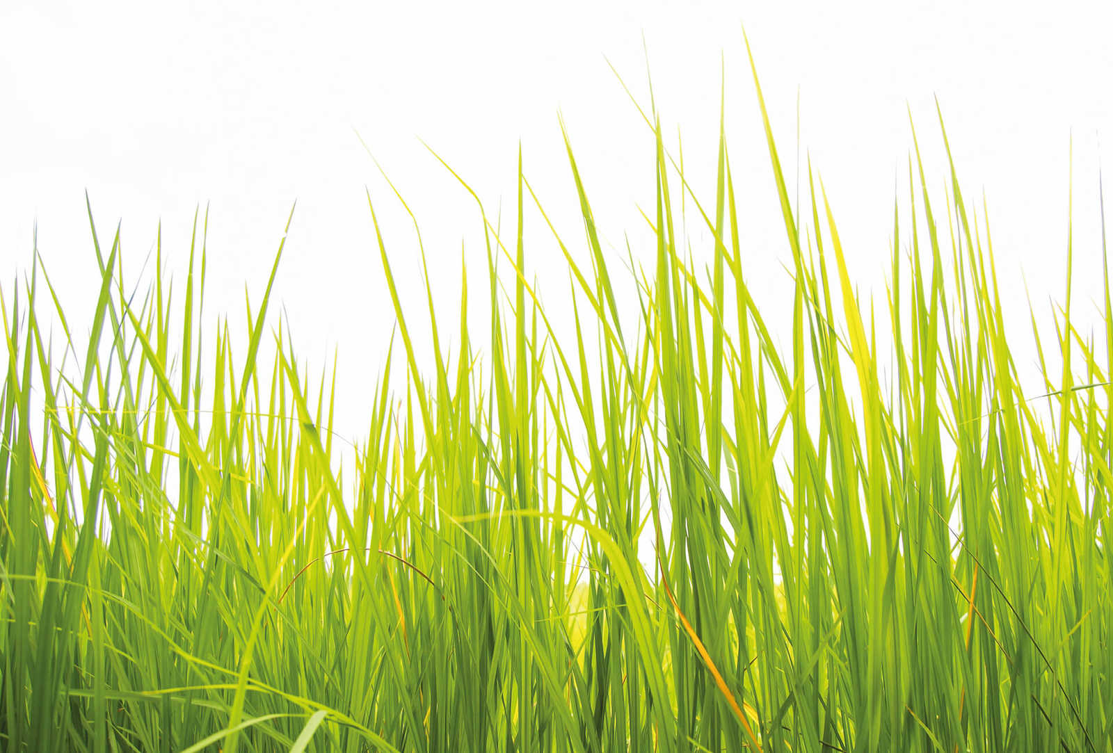 Fotomural Photo wallpaper tall grass in the wind - green - DD Motive 2