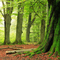 Fotomural Nature Wallpaper Forest with Moss Trees - Premium Smooth Non-woven - XXL 2