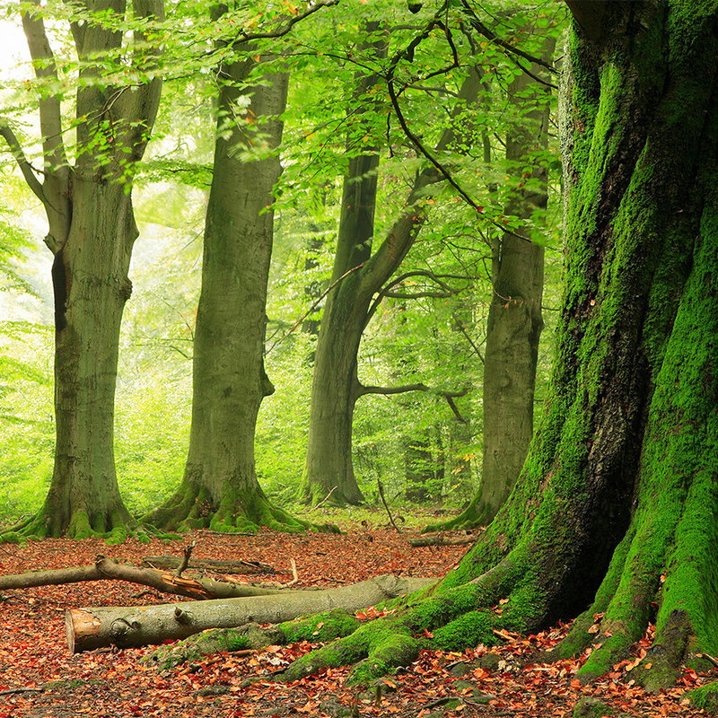Fotomural Nature Wallpaper Forest with Moss Trees - Premium Smooth Non-woven - XXL 2