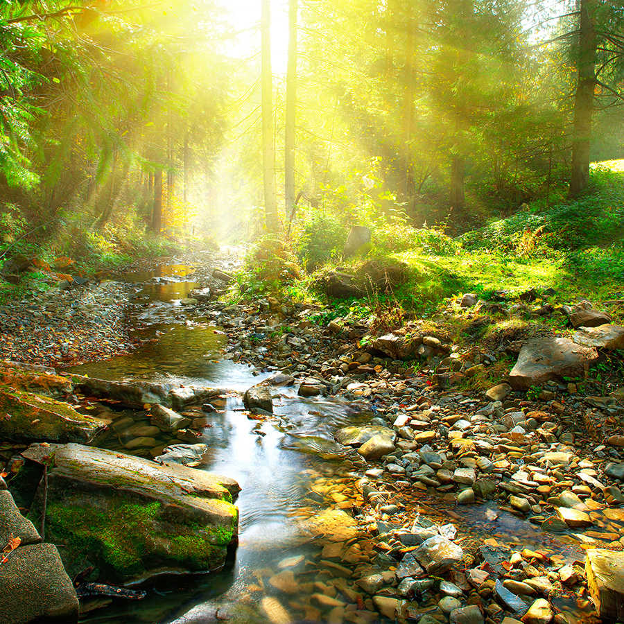 Fotomural Panel XXL 5 - Nature mural stony stream in the forest on premium smooth nonwoven