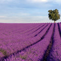 Fotomural Nature Wallpaper Lavender Field - Premium Smooth Non-woven - XXL 2