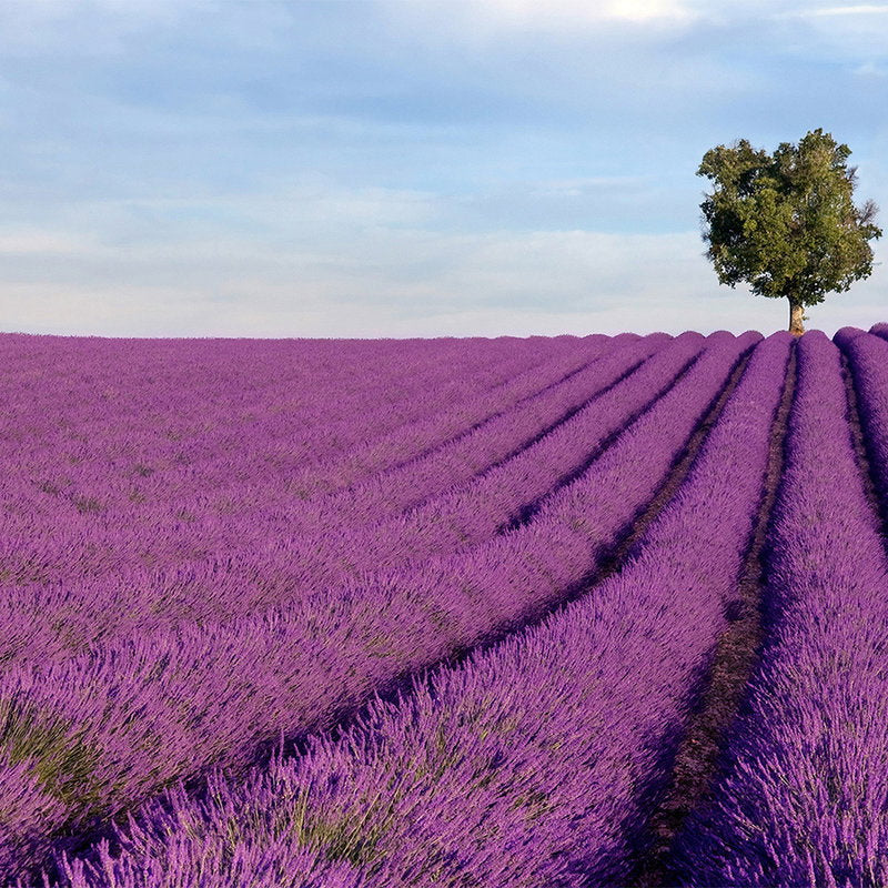 Fotomural Nature Wallpaper Lavender Field - Premium Smooth Non-woven - XXL 2
