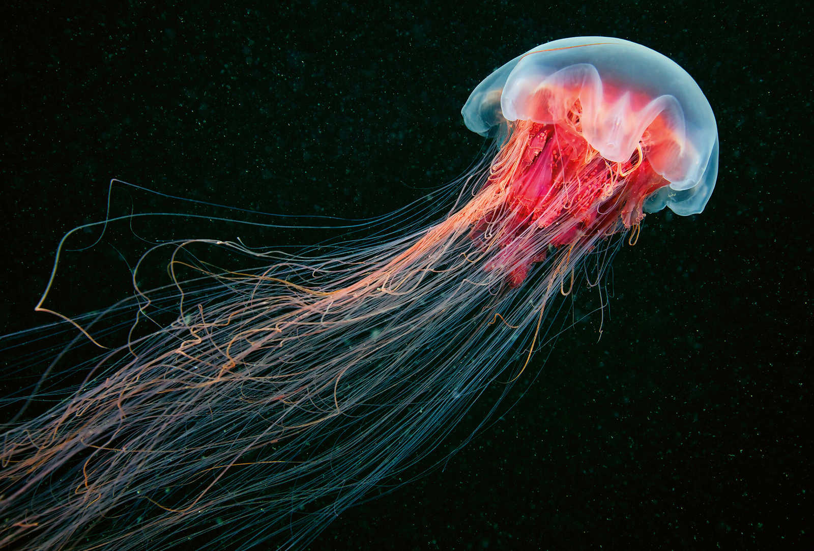 Fotomural Photo wallpaper luminous jellyfish in water - blue, red - DD Motive 2