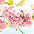 Fotomural Spring, pink - Delicate flowers in 3D look and XXL format - AP Digital 1