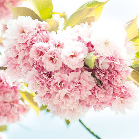 Fotomural Spring, pink - Delicate flowers in 3D look and XXL format - AP Digital 1