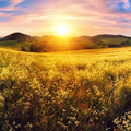Fotomural Nature mural field view at sunset - AP Digital 3