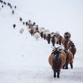 Fotomural Herd - wall mural animals in the snow - AP Digital 1