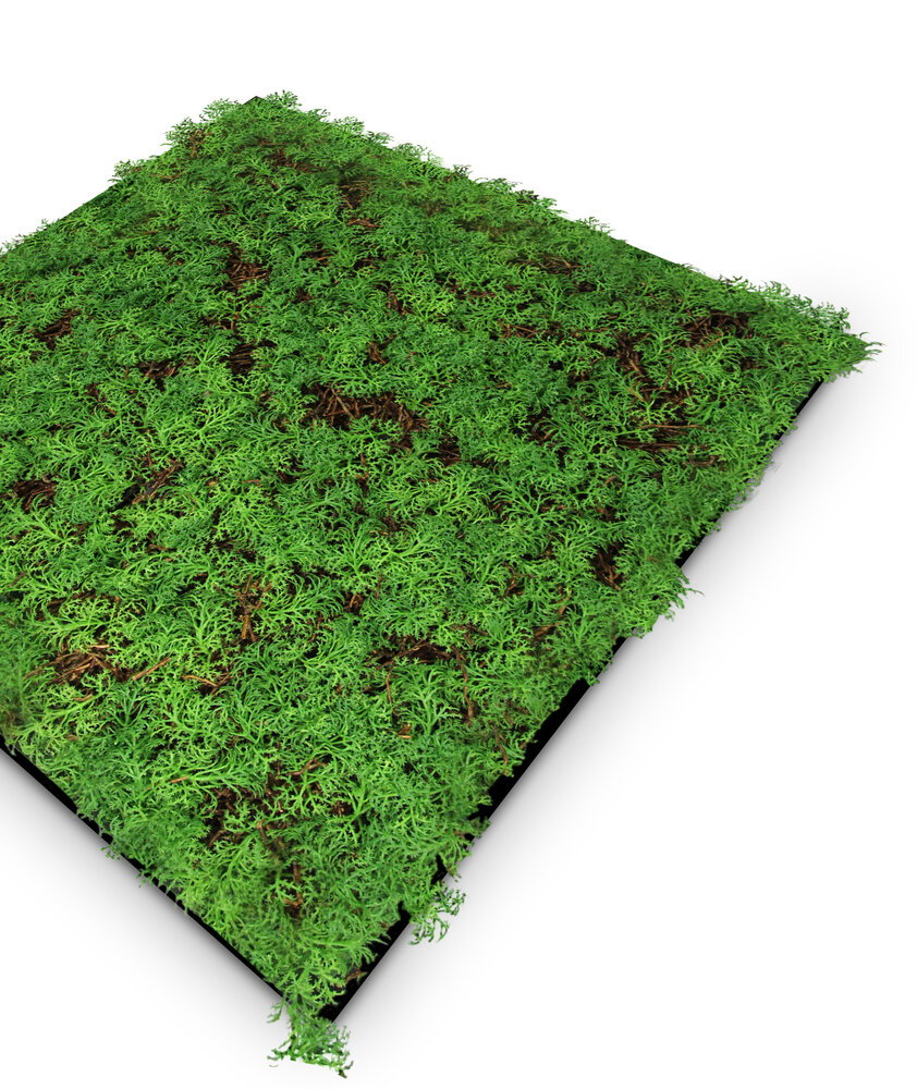 Panel Vegetal Thuja Tea Tree - Modular Wall - Foto 3