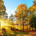 Fotomural Panel XXL 5 - Nature mural autumnal forest with sunlight on premium smooth nonwoven