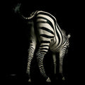Fotomural Zebra back - animal portrait mural - AP Digital 1