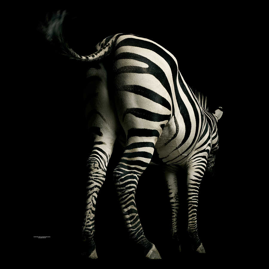 Fotomural Zebra back - animal portrait mural - AP Digital 1